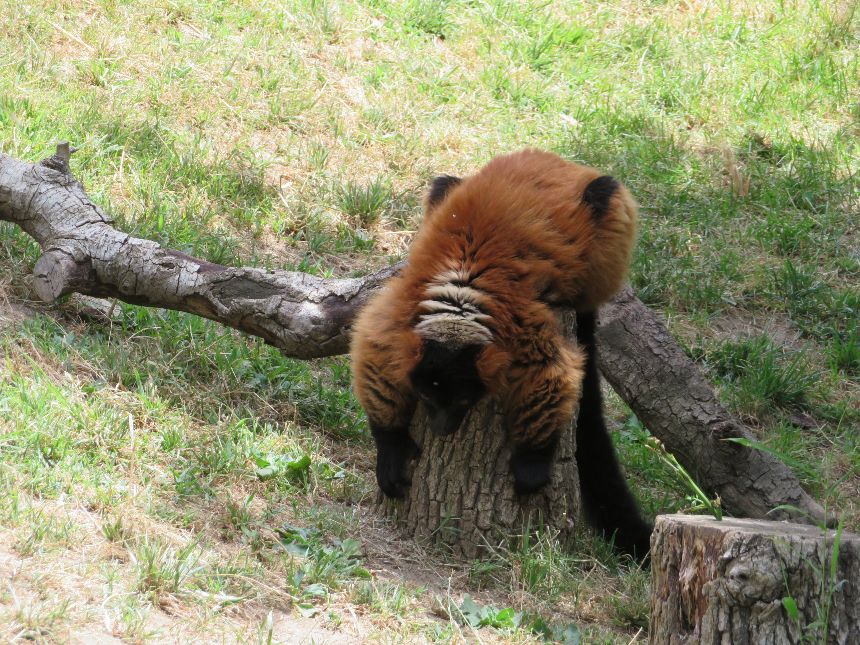 Red Ruffed Lemur