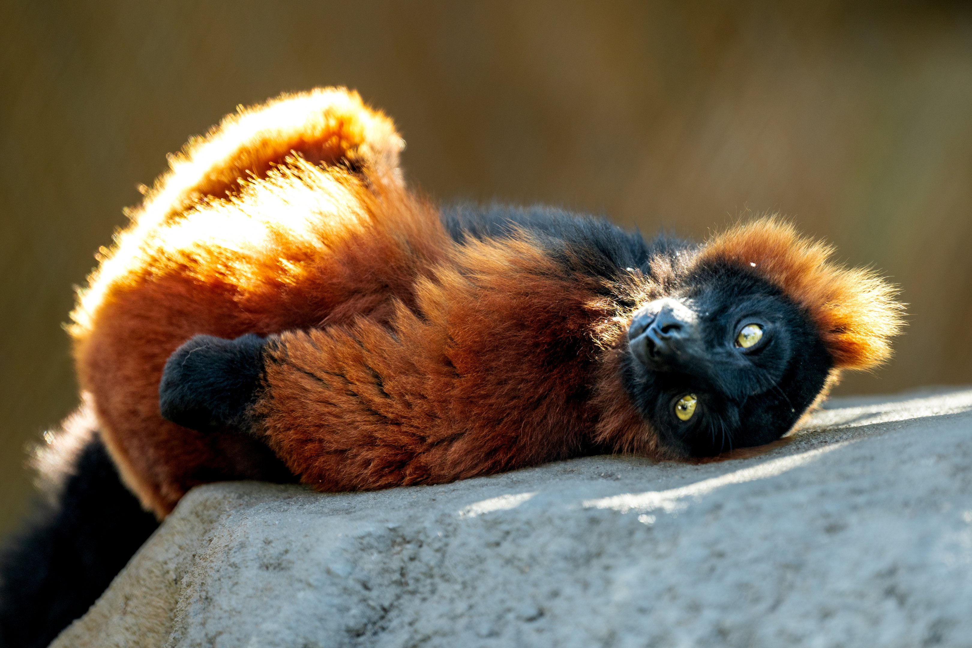 Red Ruffed Lemur