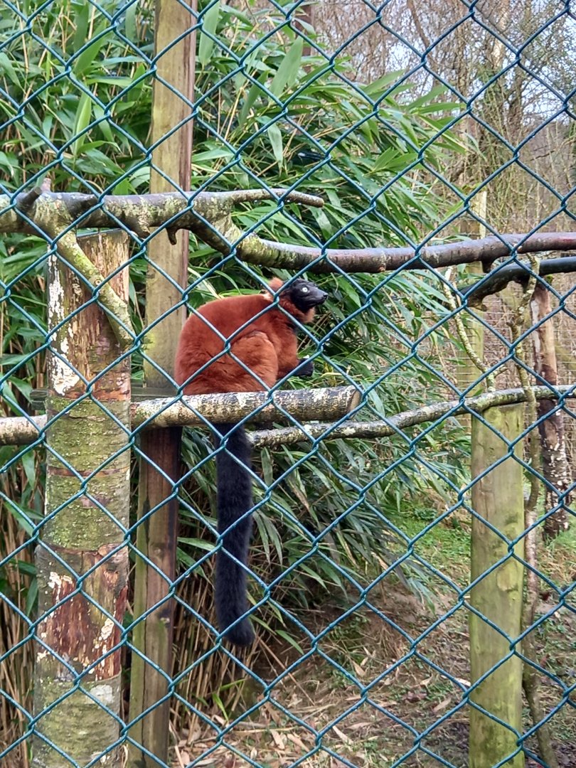 Red Ruffed Lemur