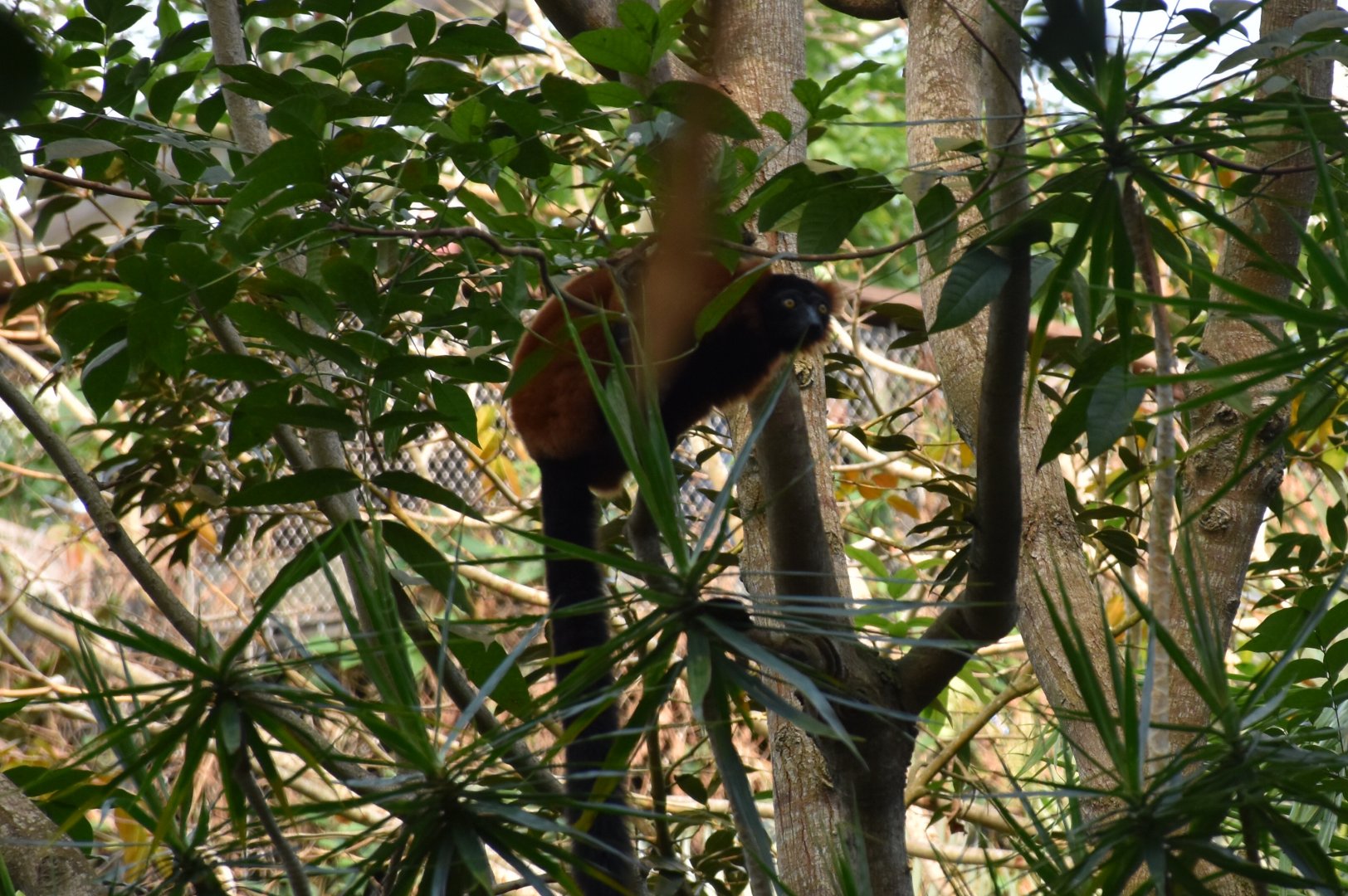 Red ruffed lemur