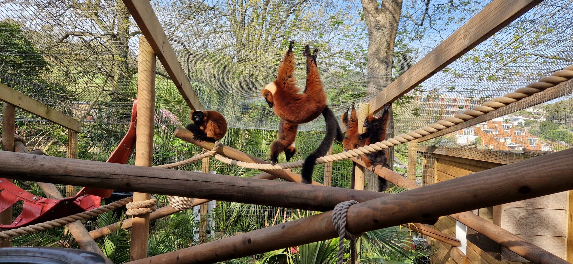 Red ruffed lemur