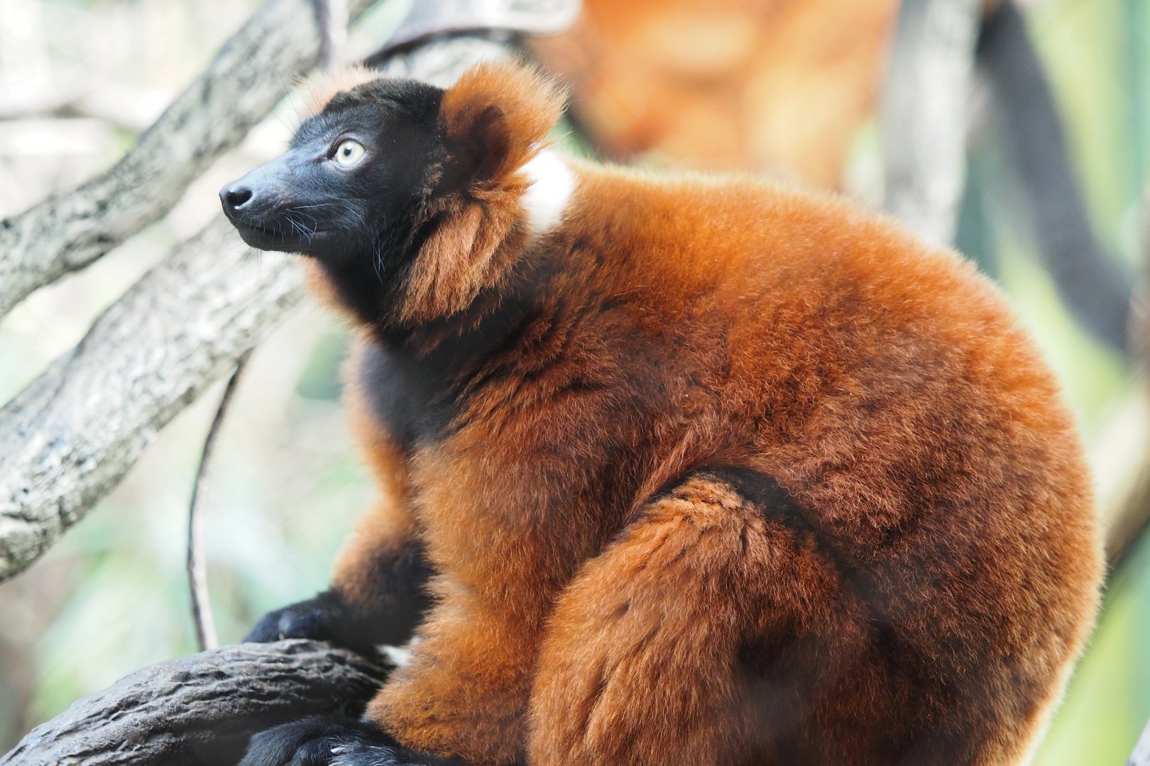 Red-ruffed lemur
