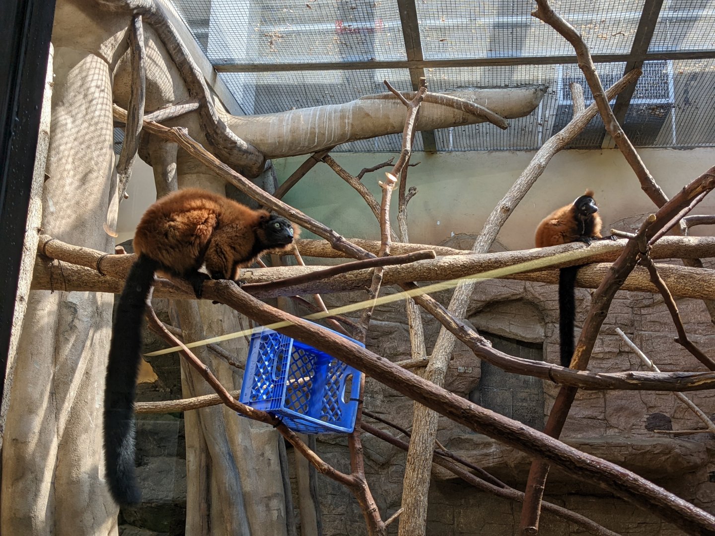 Red ruffed lemur