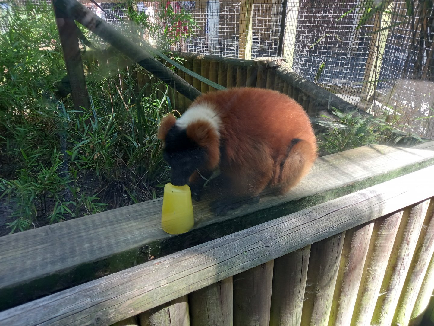 Red Ruffed Lemur