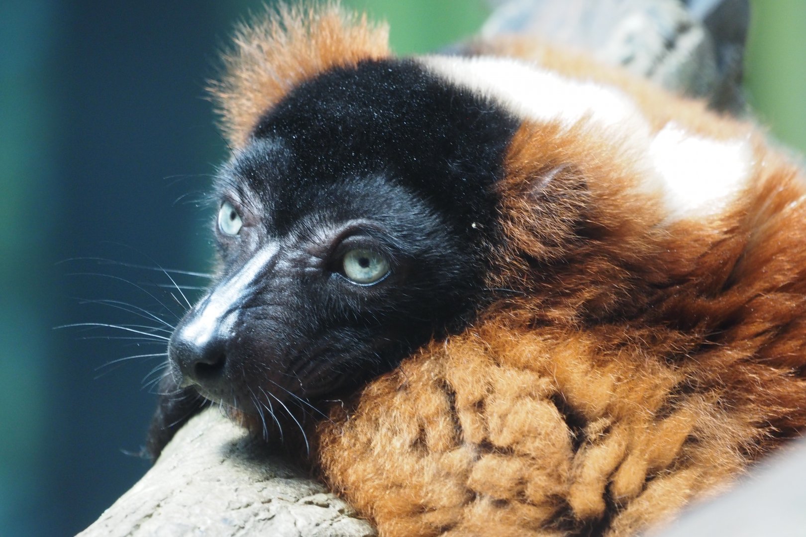 Red-ruffed lemur
