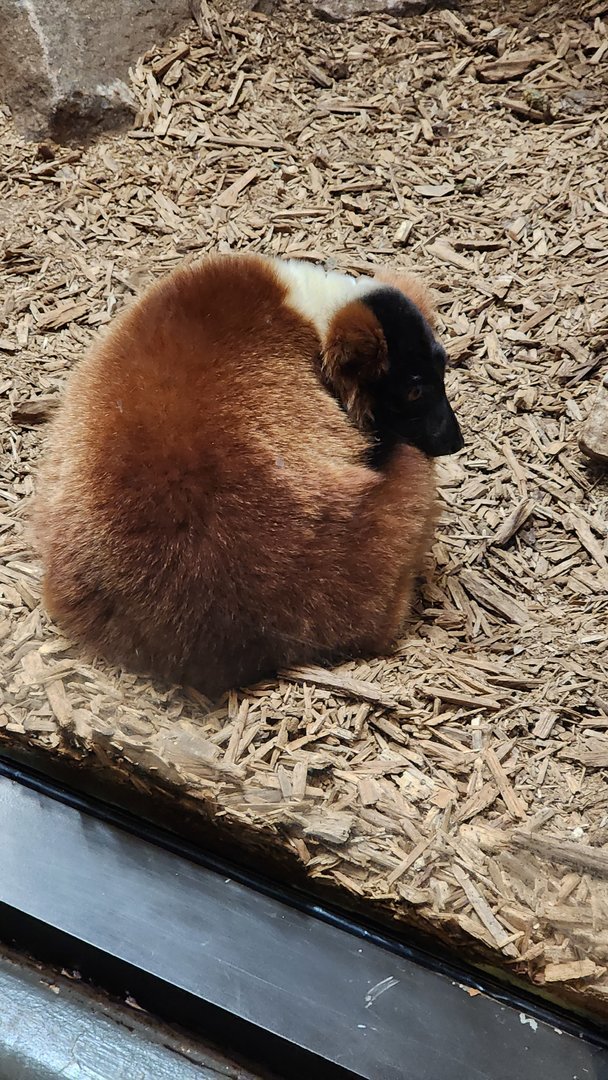 Red Ruffed Lemur