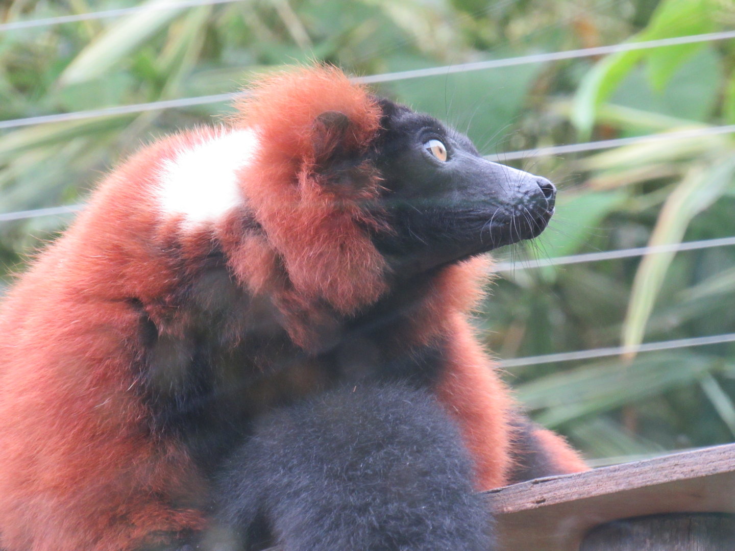 Red Ruffed Lemur