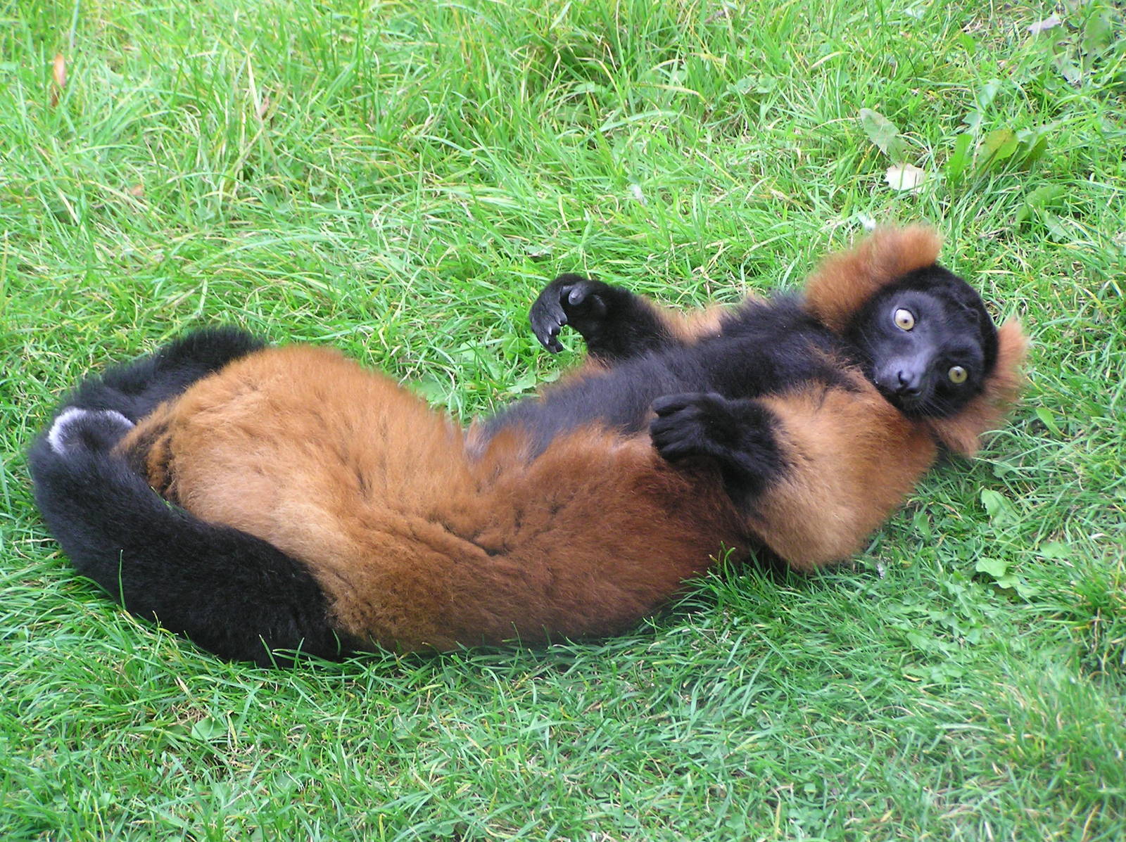 Red Ruffed Lemur