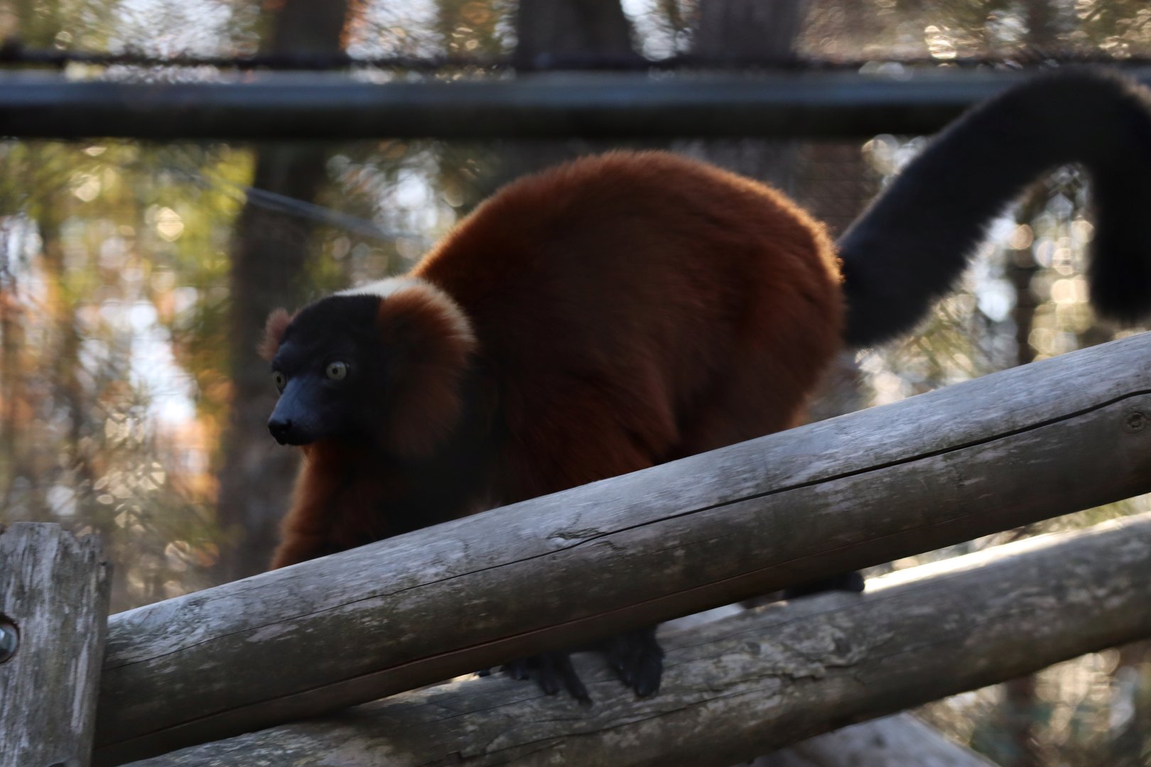 Red ruffed lemur