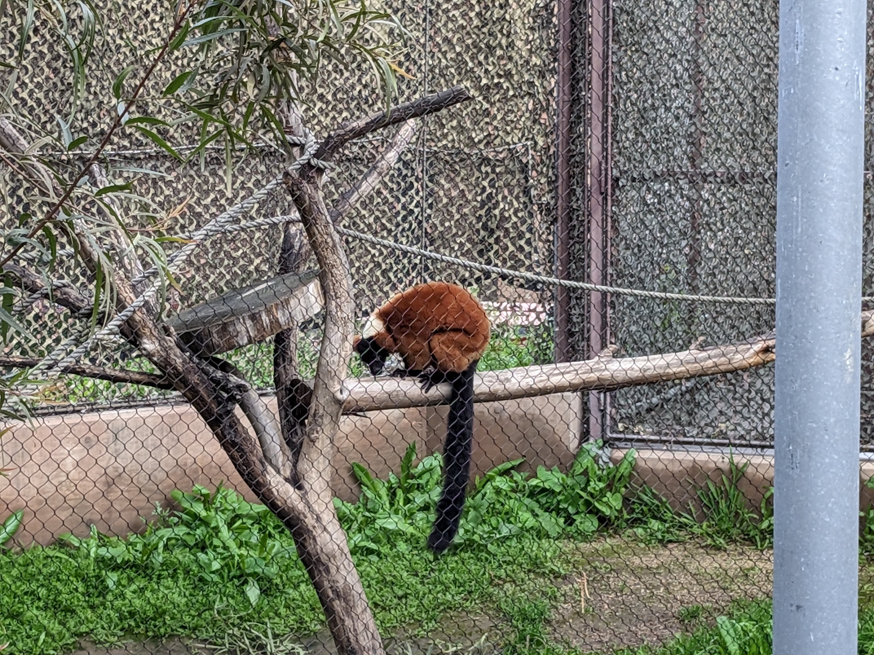 Red-ruffed lemur