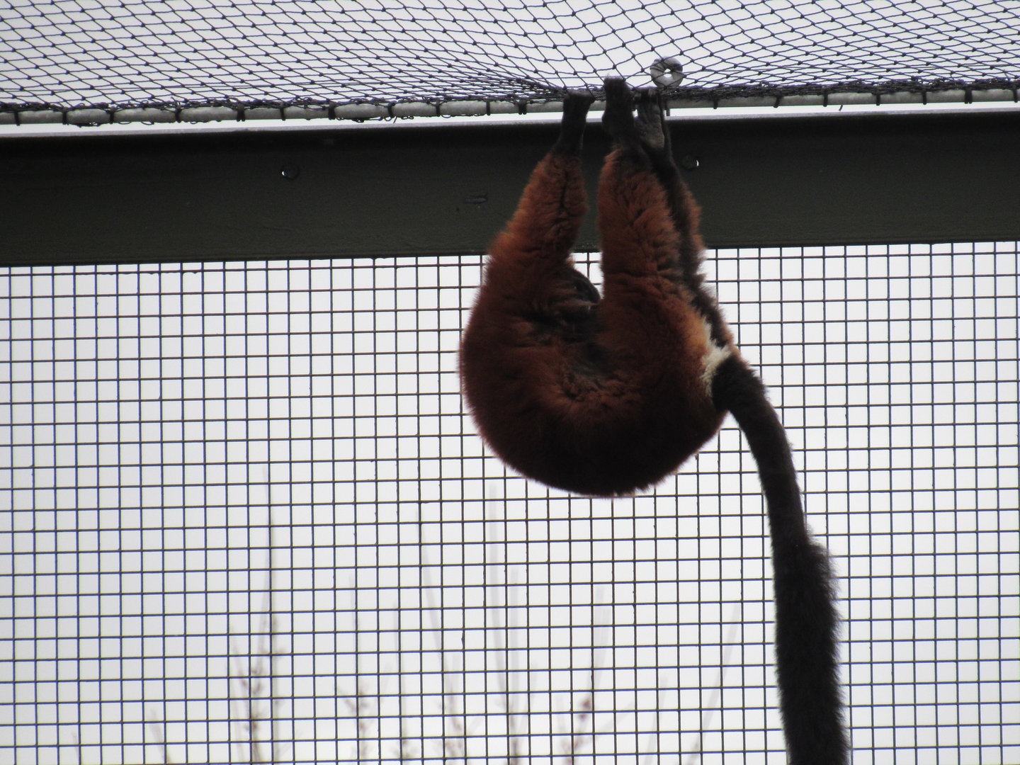 Red Ruffed Lemur