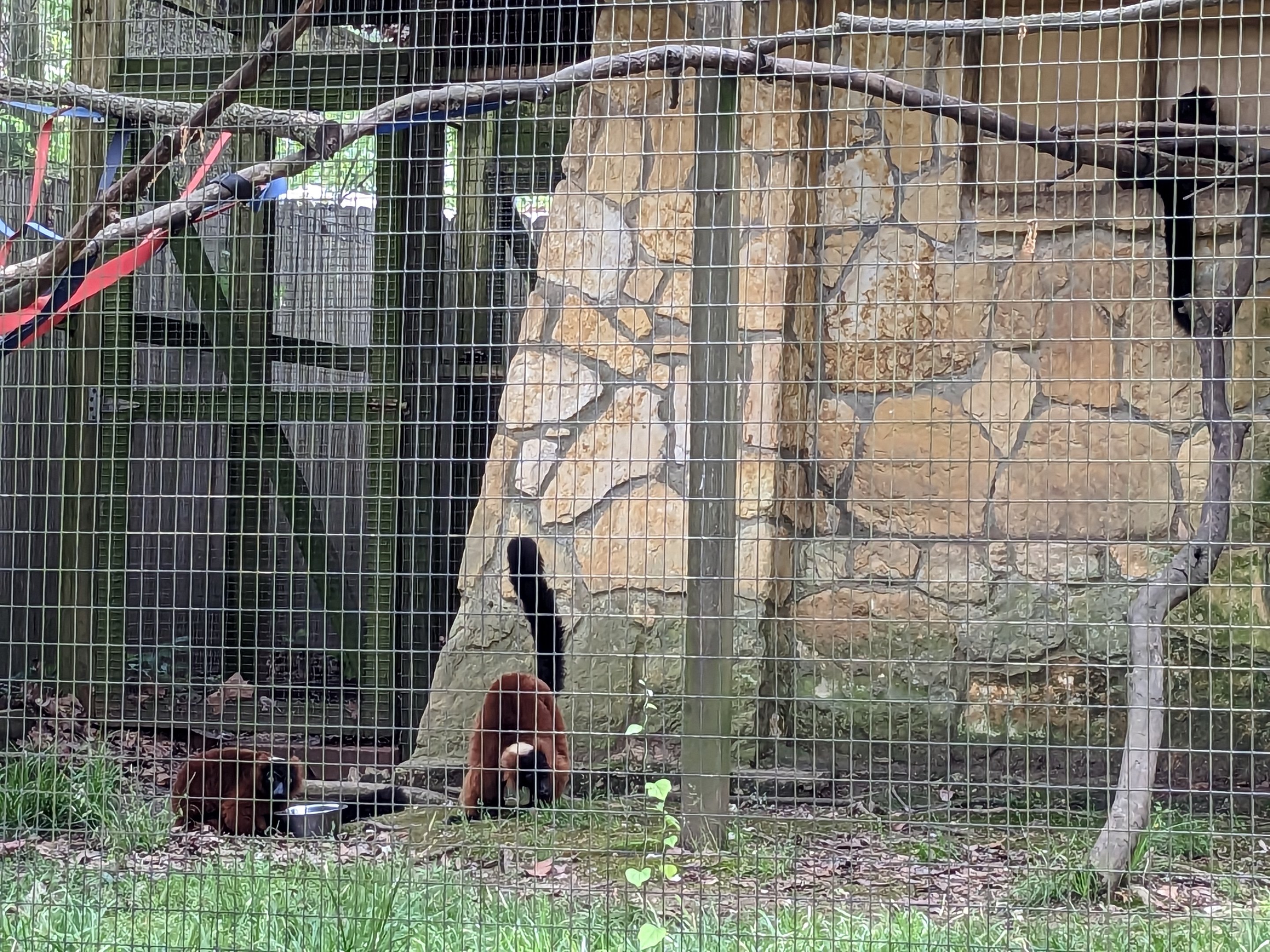 Red ruffed lemur