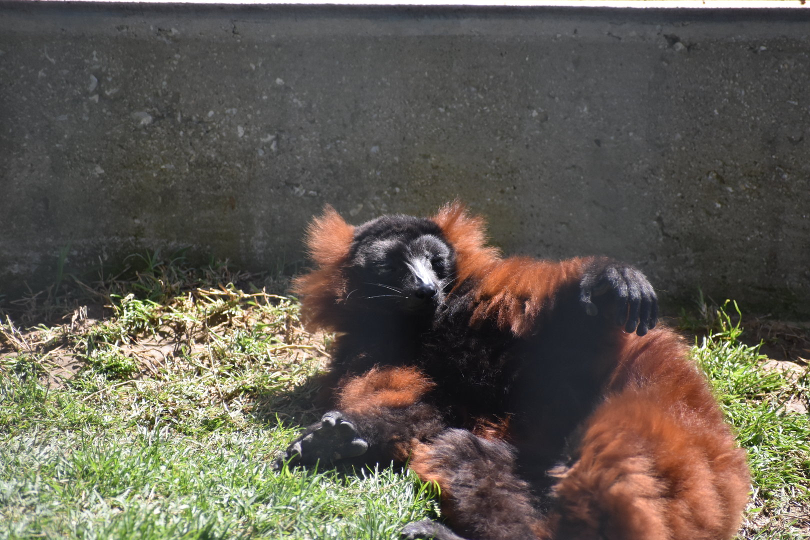 Red Ruffed Lemur