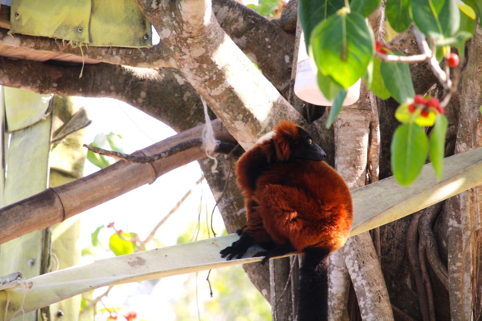 Red Ruffed Lemur