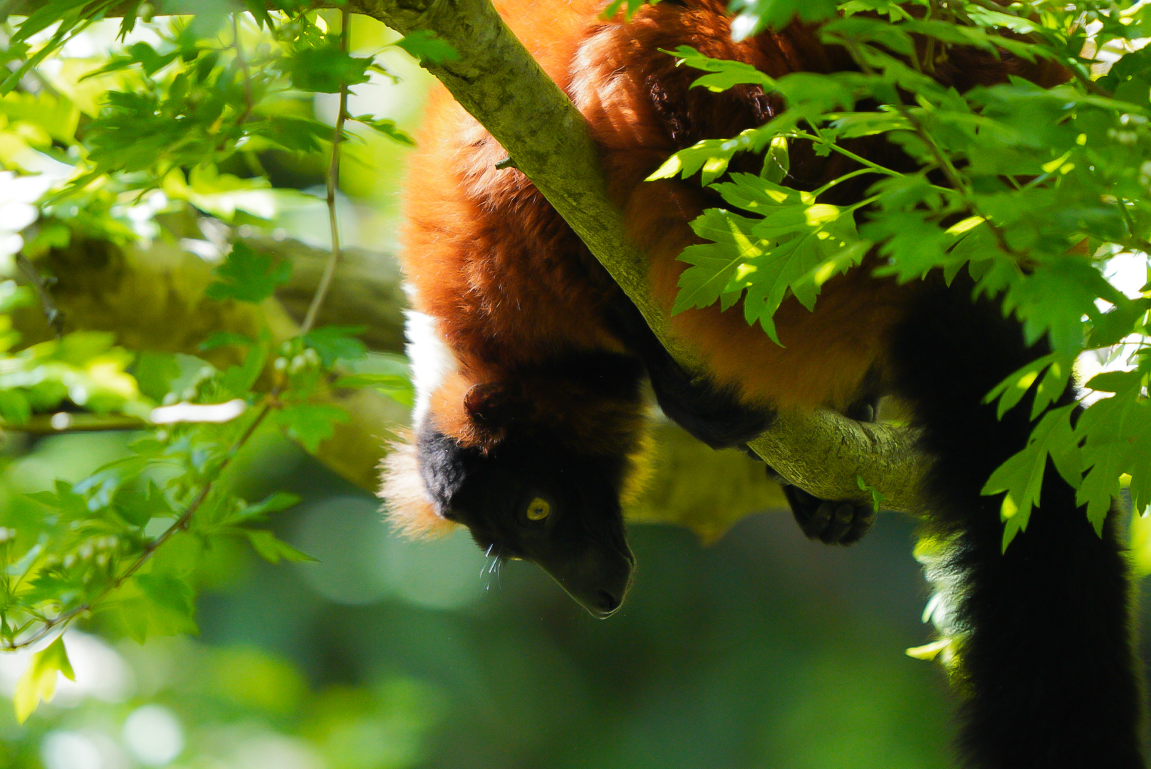 Red Ruffed Lemur
