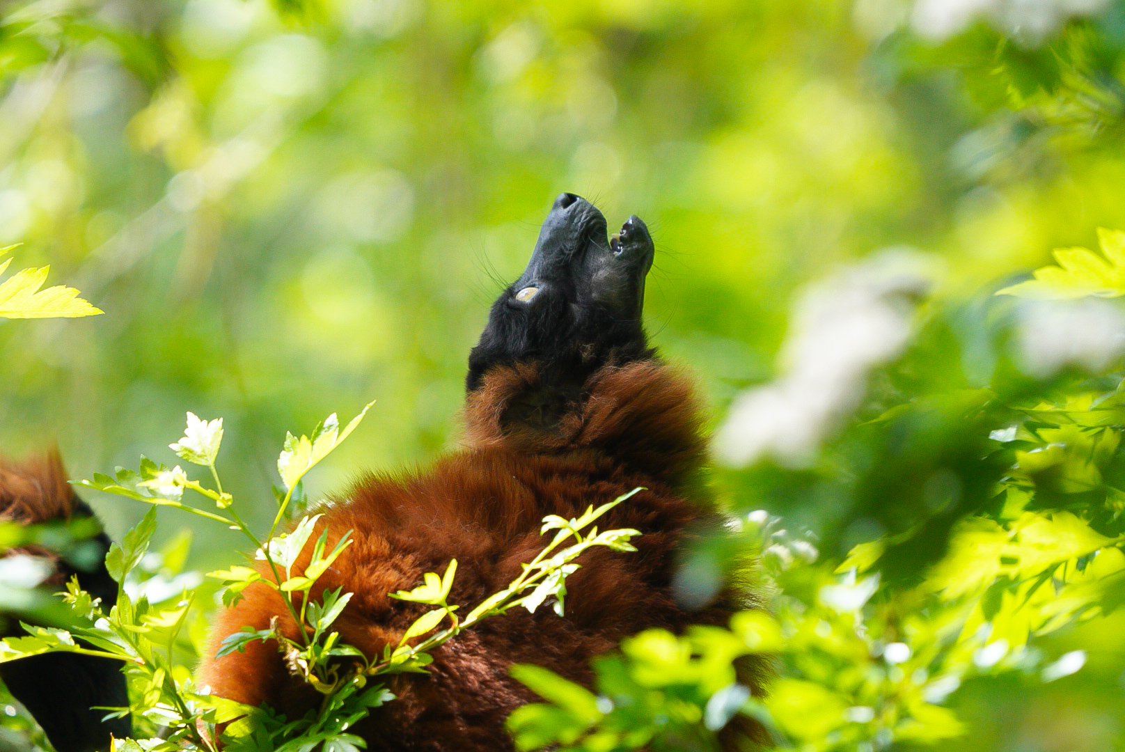 Red Ruffed Lemur