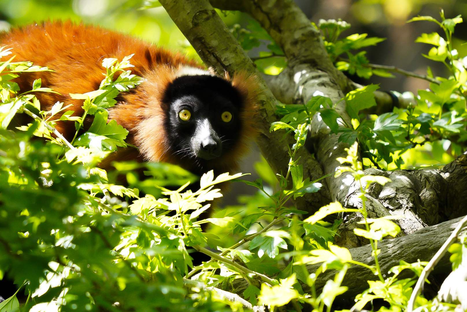 Red Ruffed Lemur