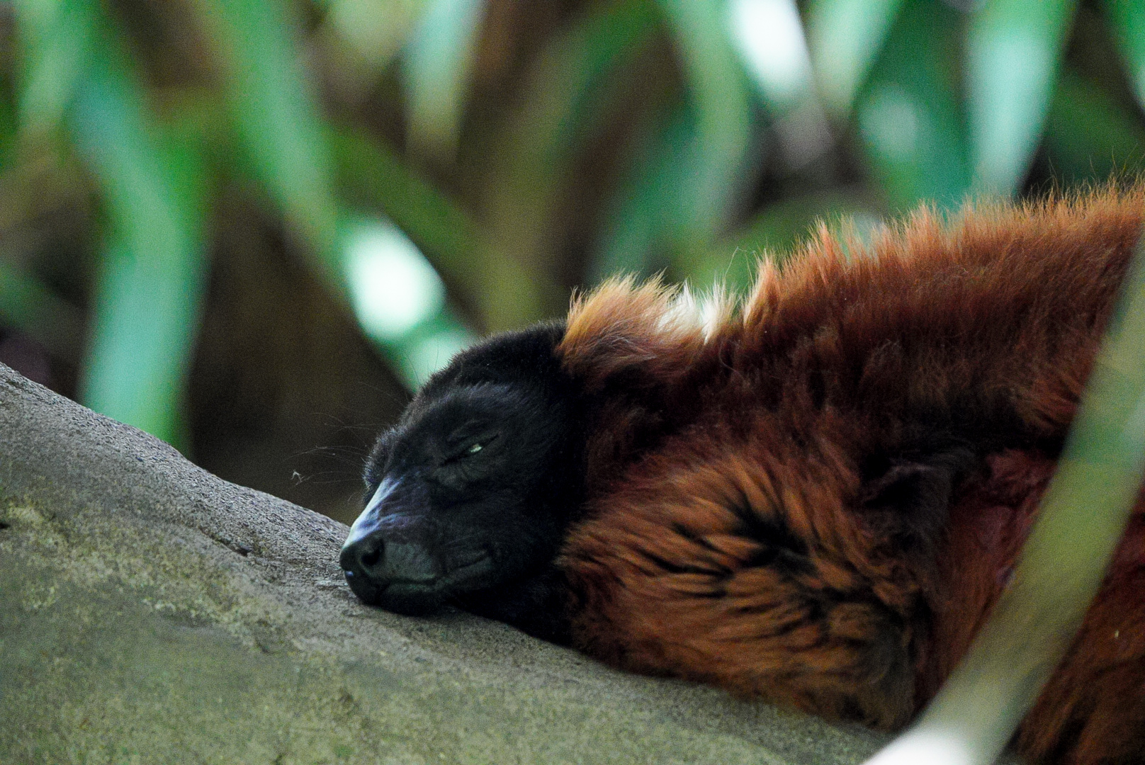 Red Ruffed Lemur