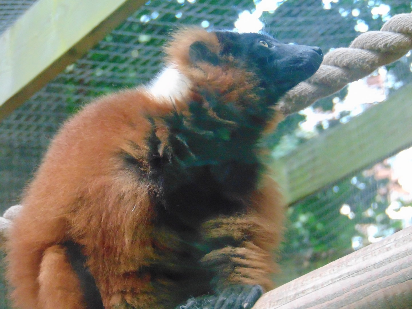 Red Ruffed Lemur