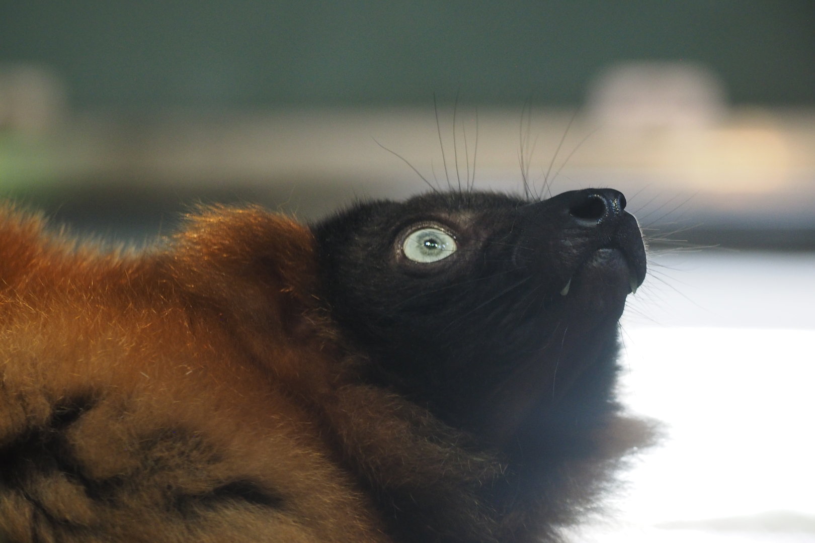 Red-Ruffed Lemur