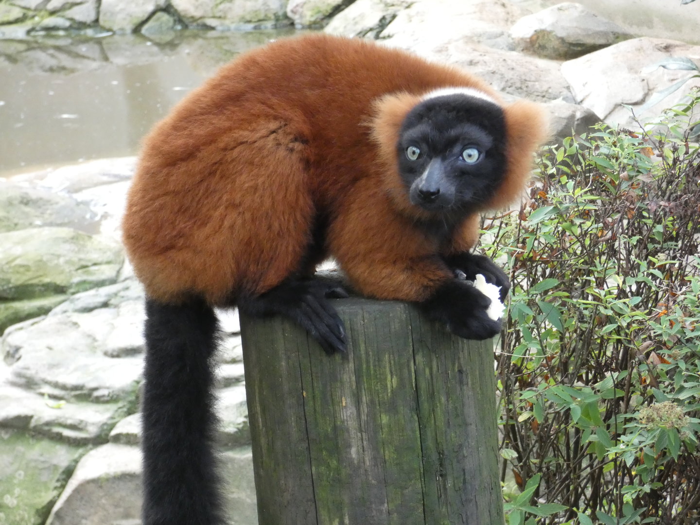 Red-ruffed lemur