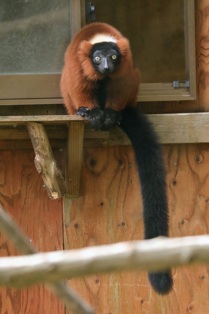 Red ruffed lemur