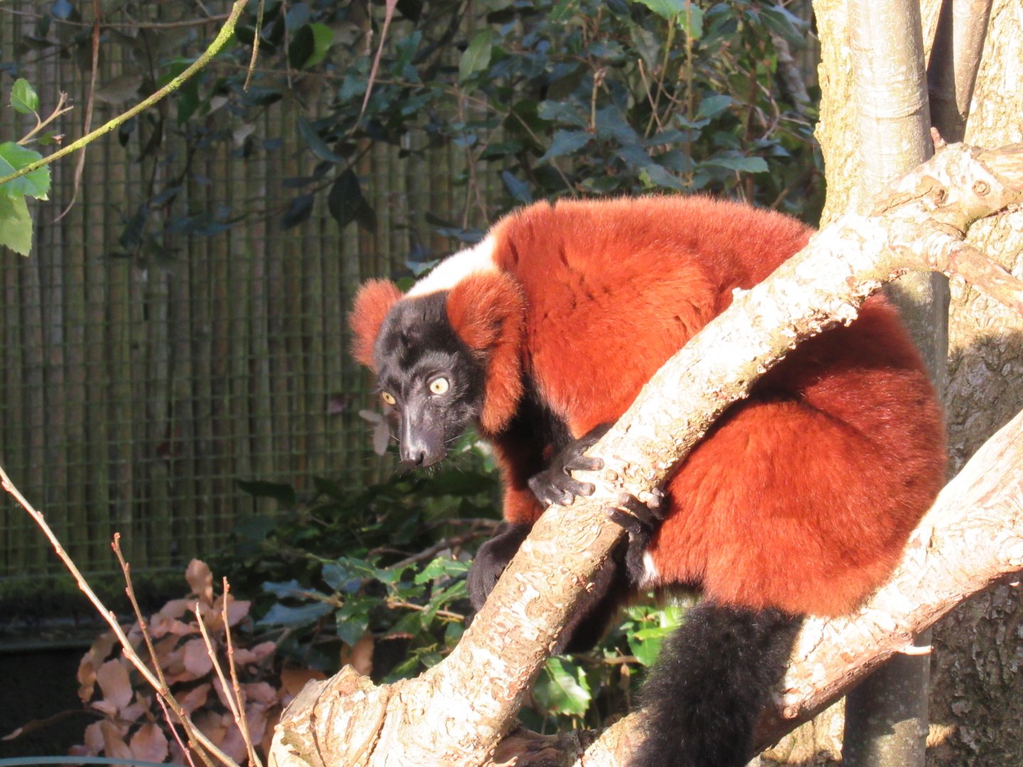 Red ruffed lemur