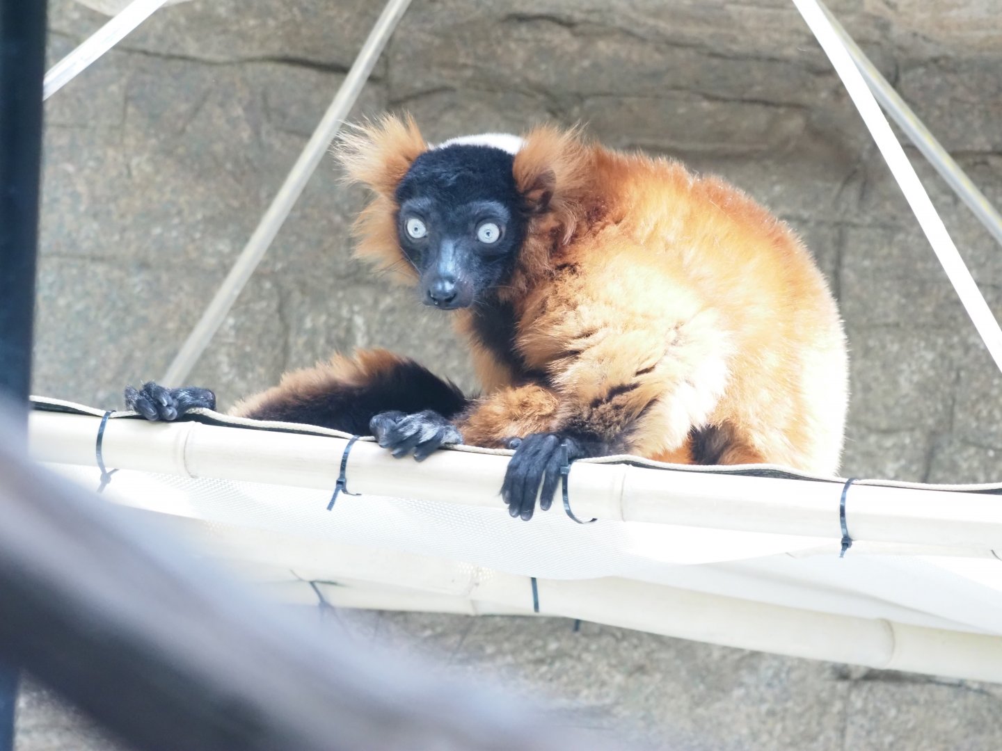 Red-Ruffed Lemur