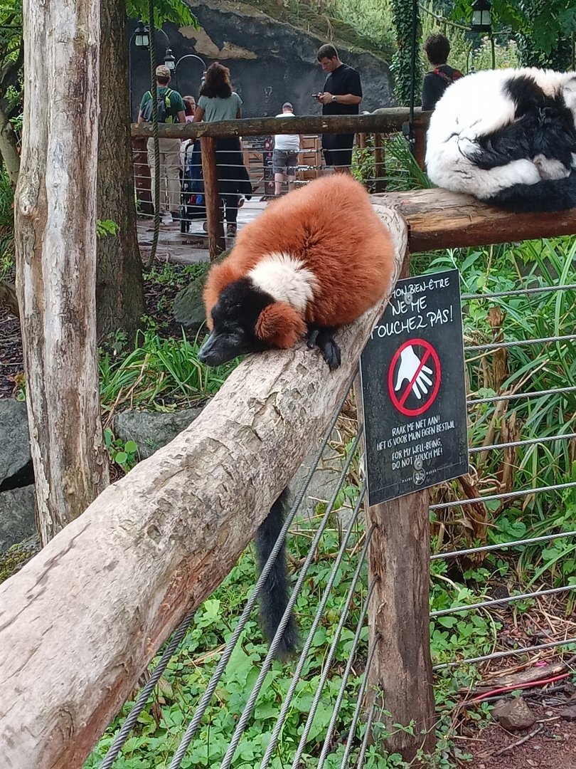 Red Ruffed Lemur