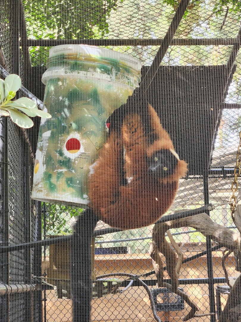 Red ruffed lemur