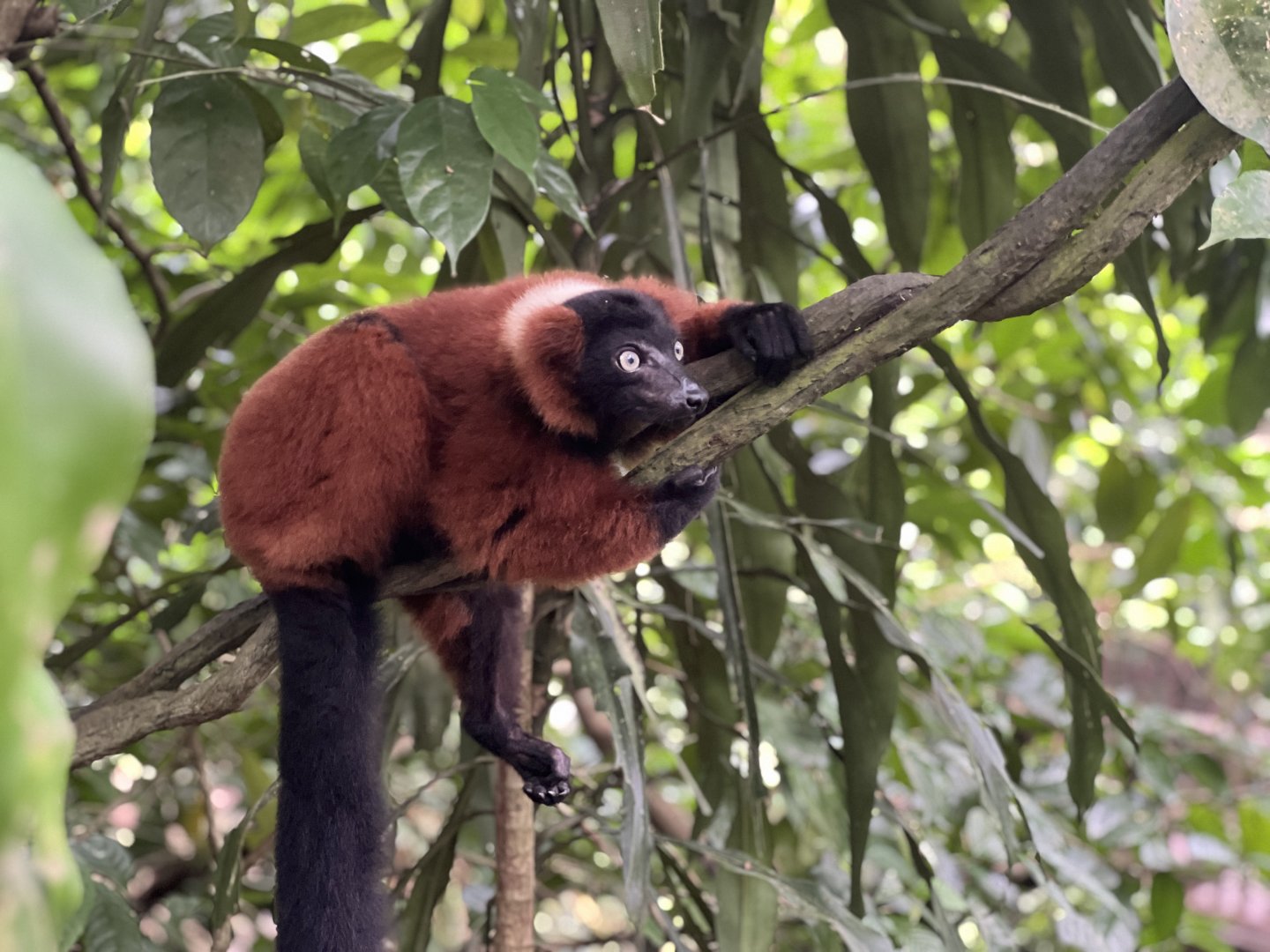 Red-Ruffed Lemur