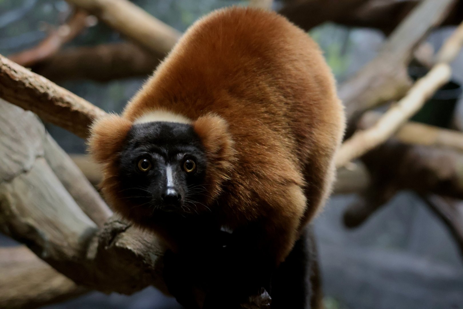 Red Ruffed Lemur