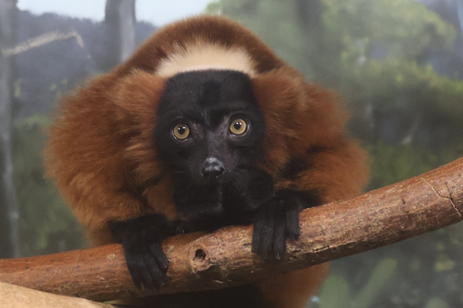 Red Ruffed Lemur