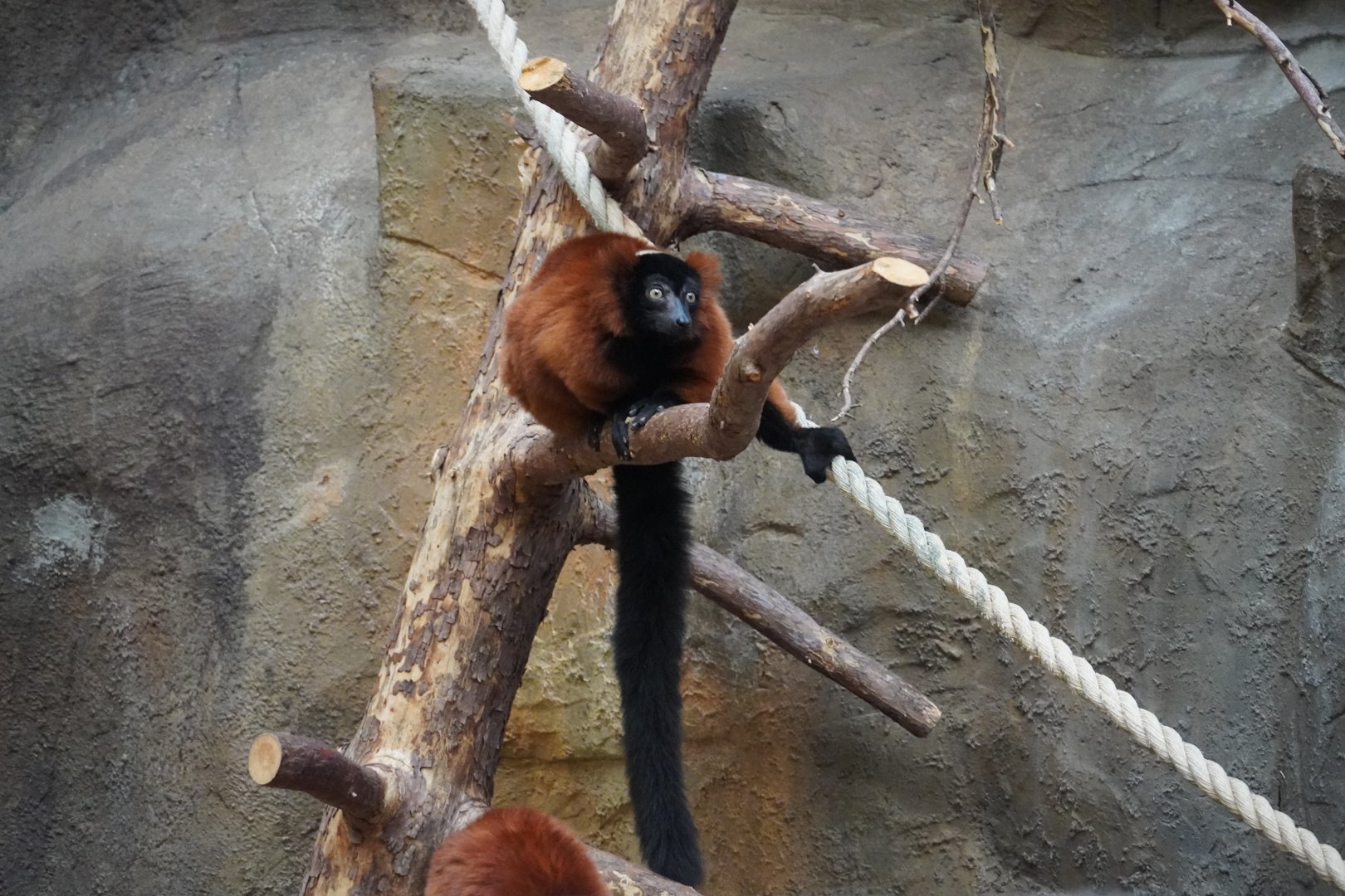 Red Ruffed lemur