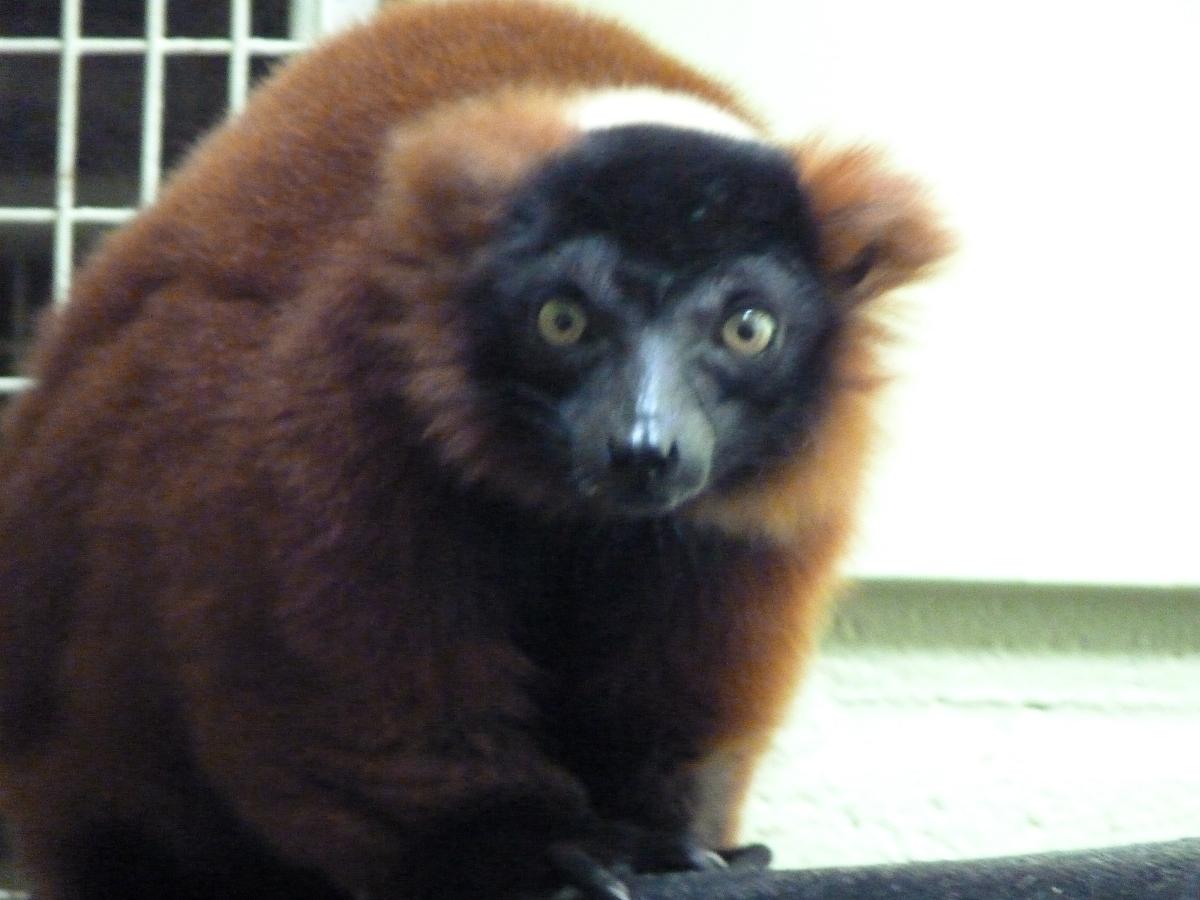 Red Ruffed Lemur