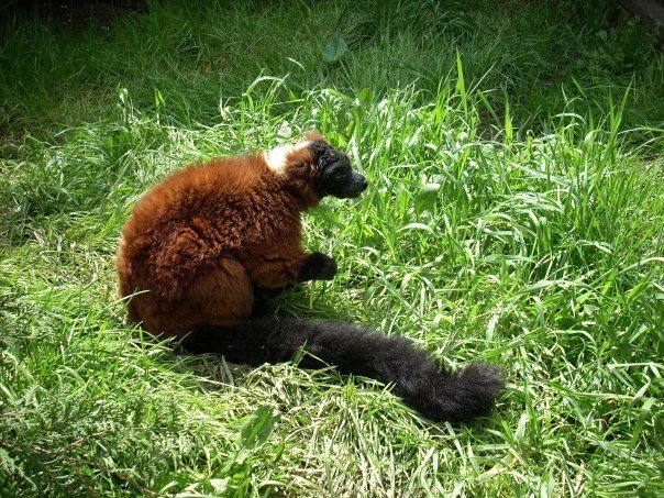 Red Ruffed Lemur