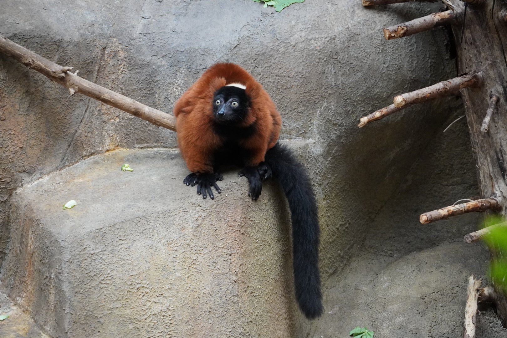 Red Ruffed Lemur