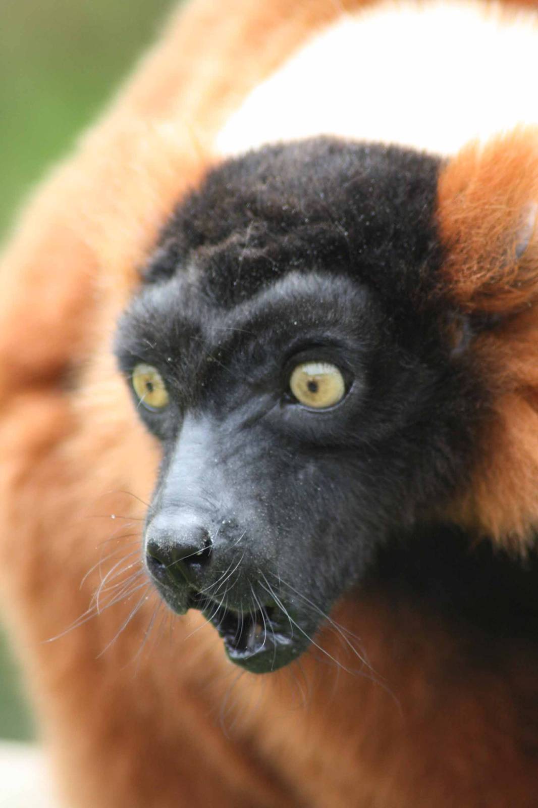 Red Ruffed Lemur