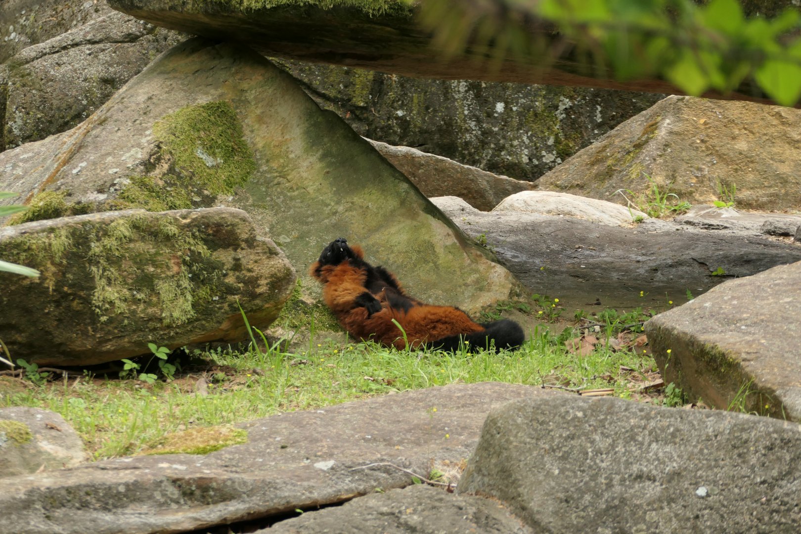 Red Ruffed Lemur