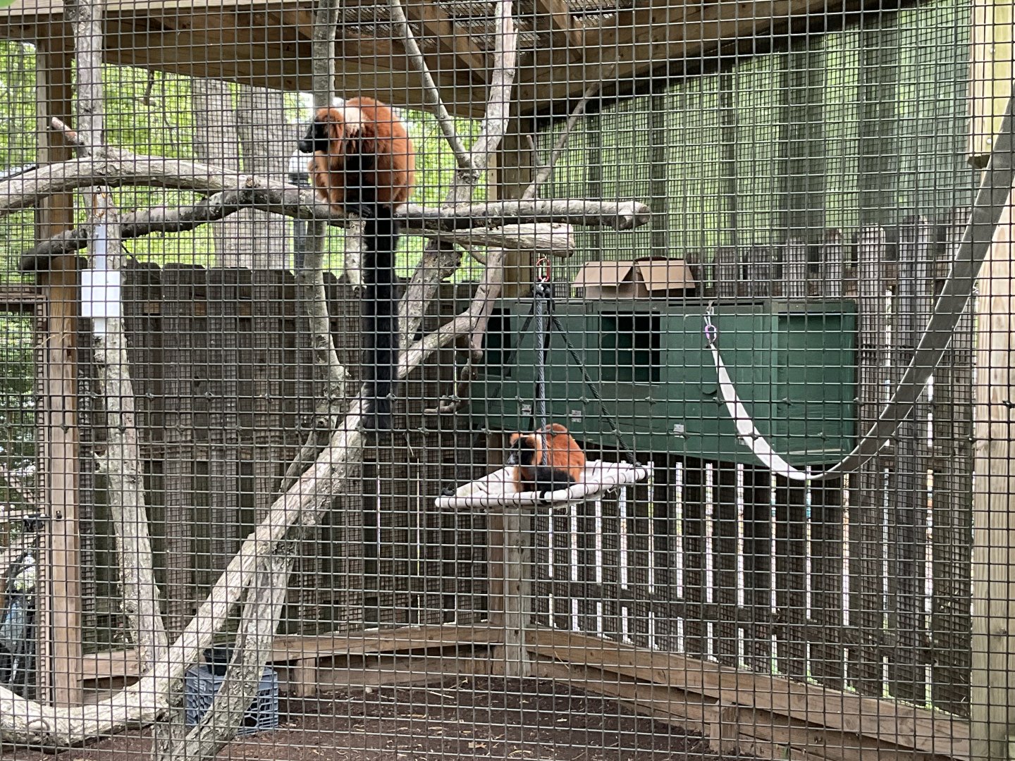 Red Ruffed Lemur
