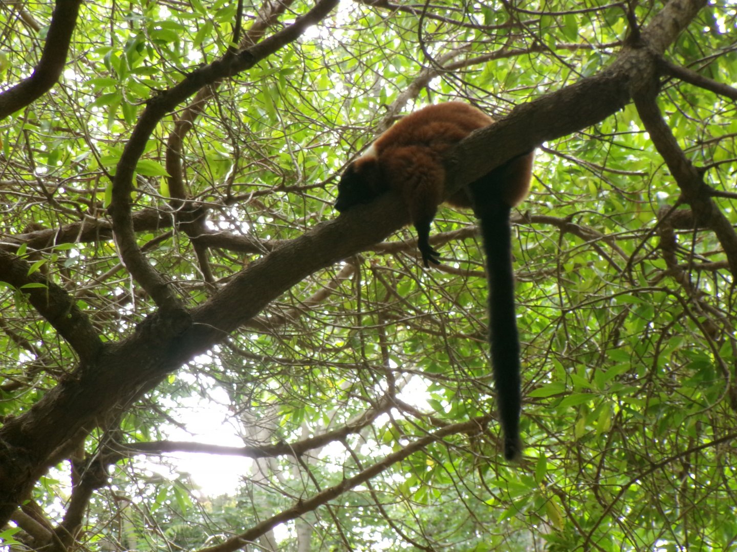 Red ruffed lemur