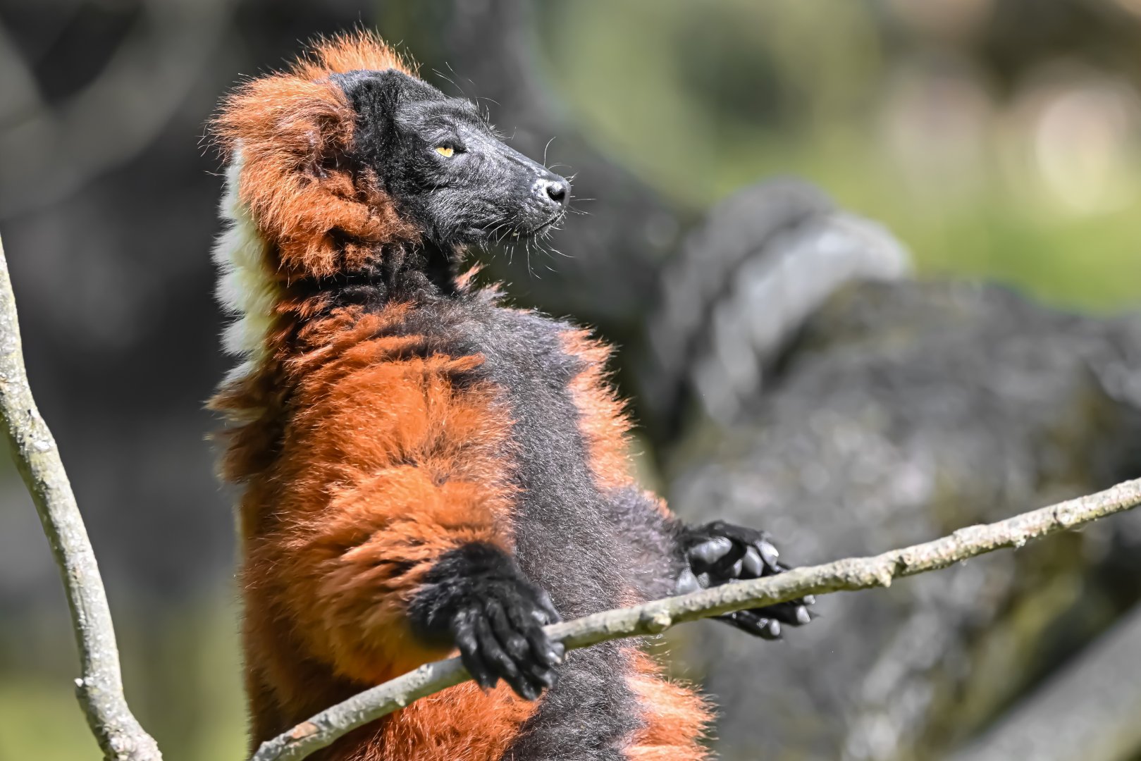 Red ruffed lemur