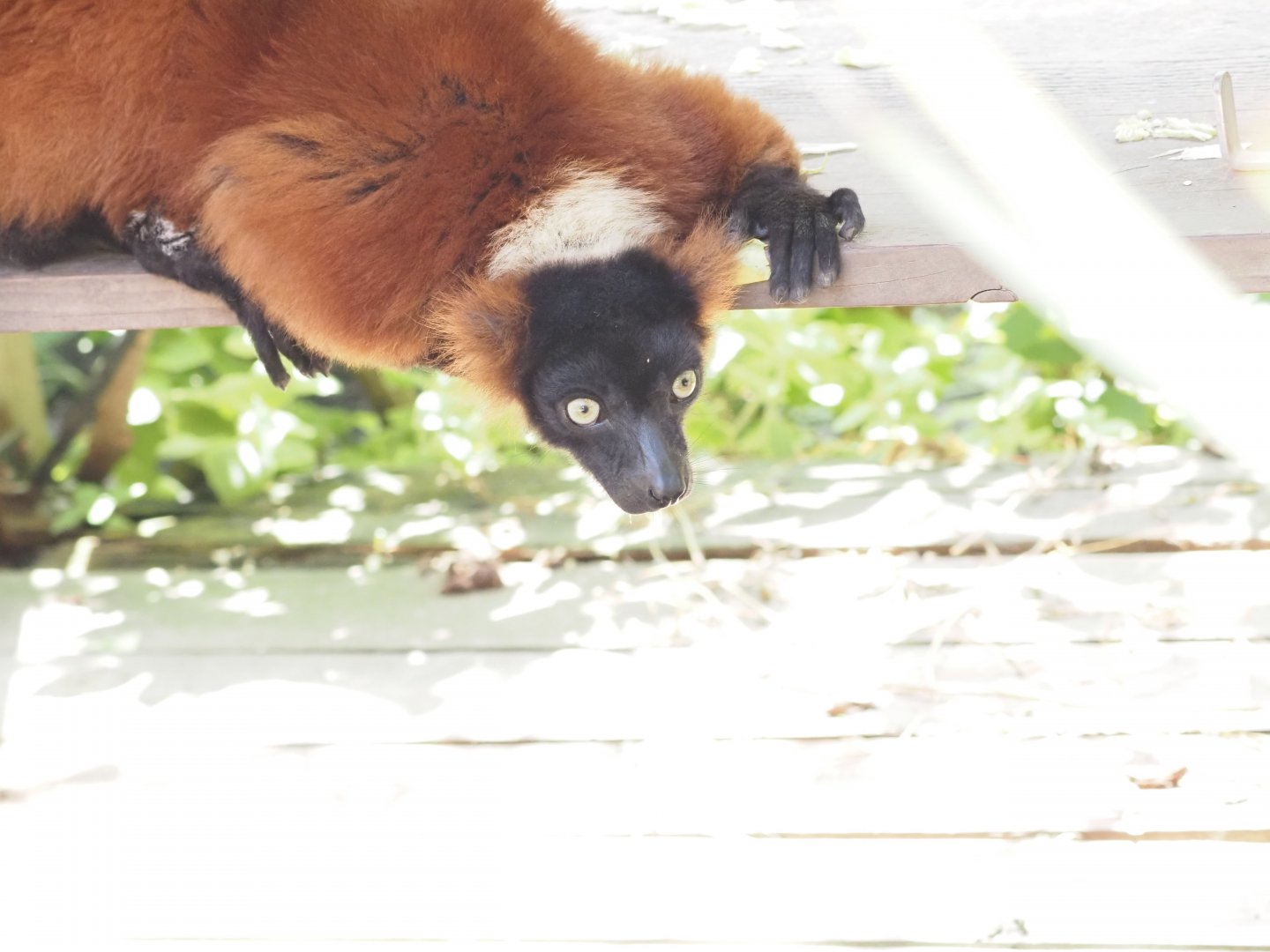 Red-Ruffed Lemur