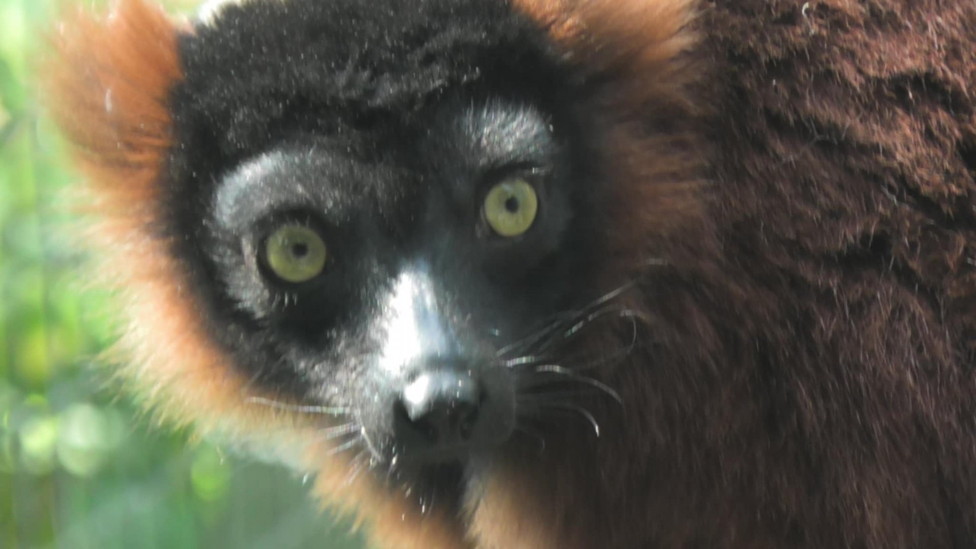 Red ruffed lemur