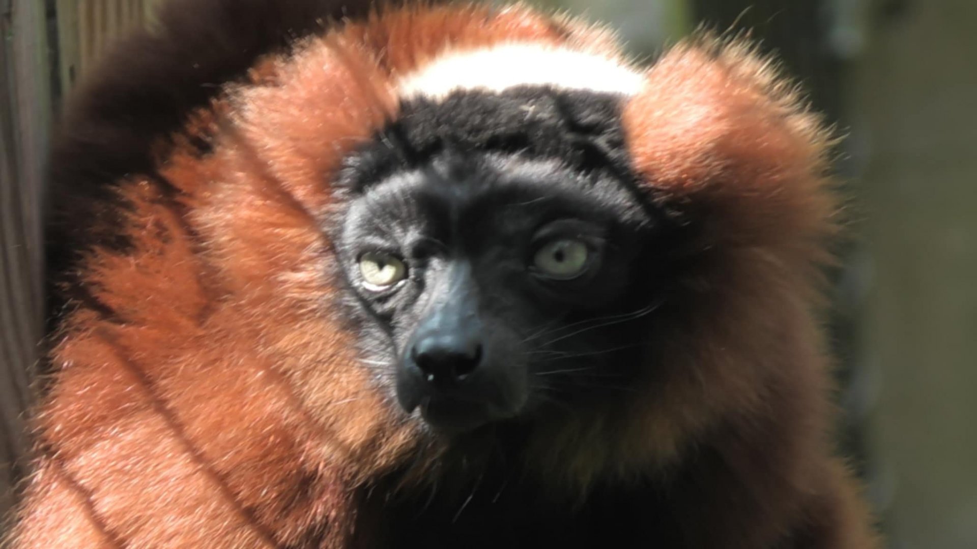 Red ruffed lemur