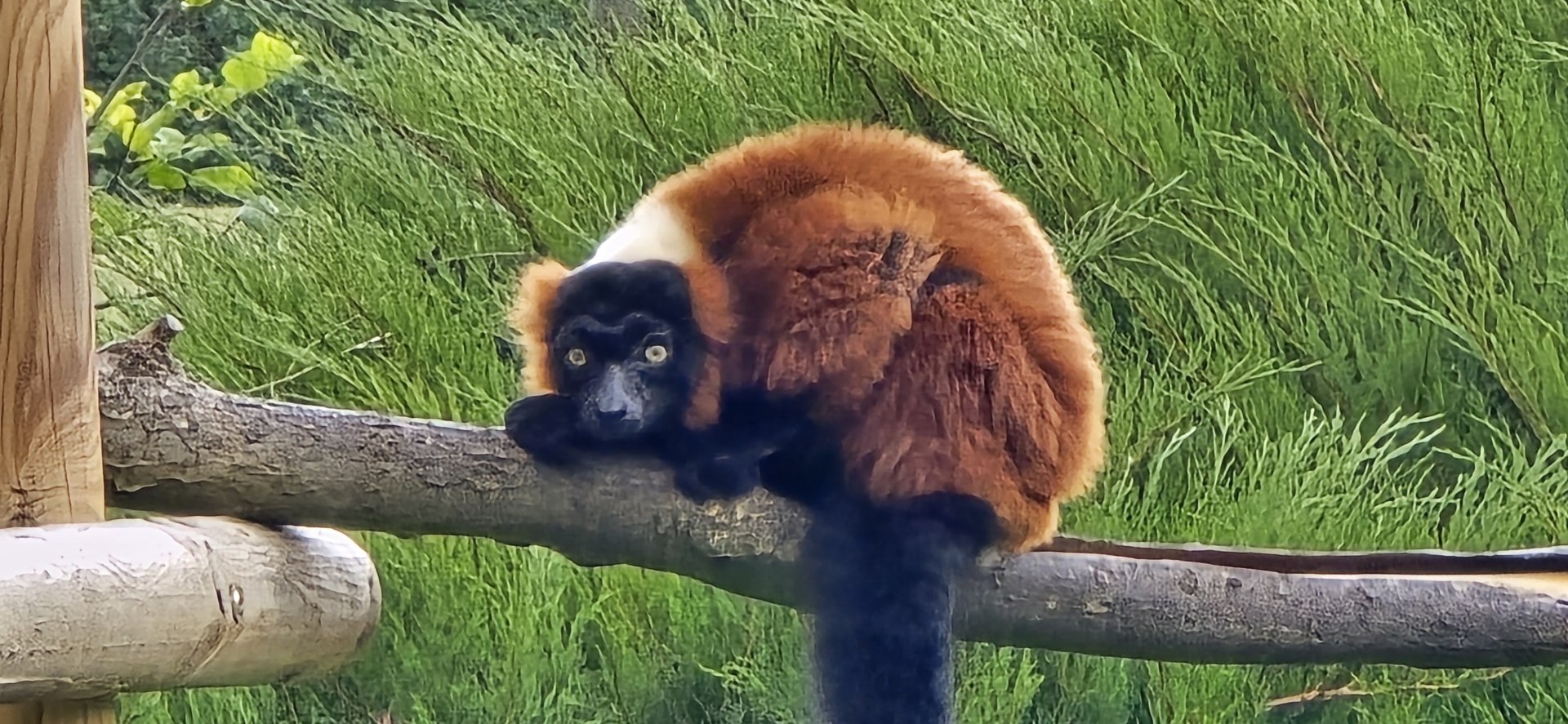 Red ruffed lemur