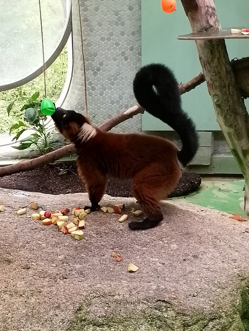 Red-ruffed lemur