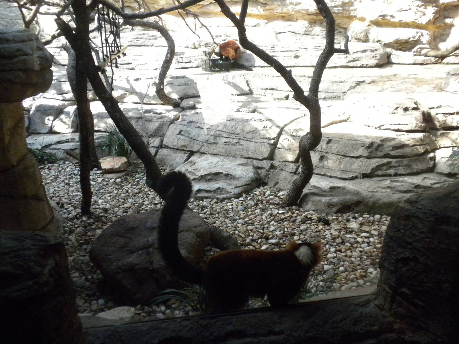Red Ruffed Lemur