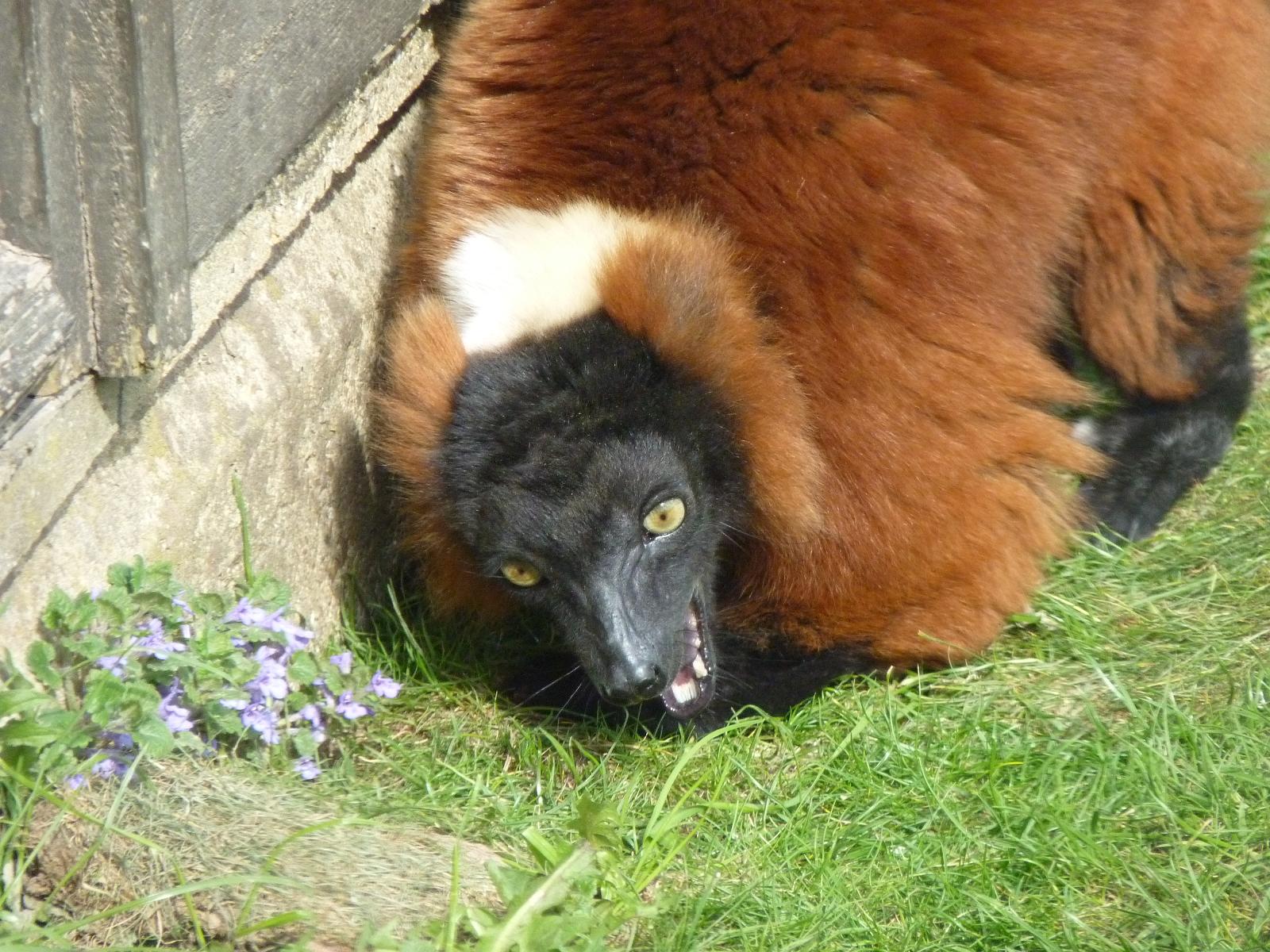 Red Ruffed Lemur