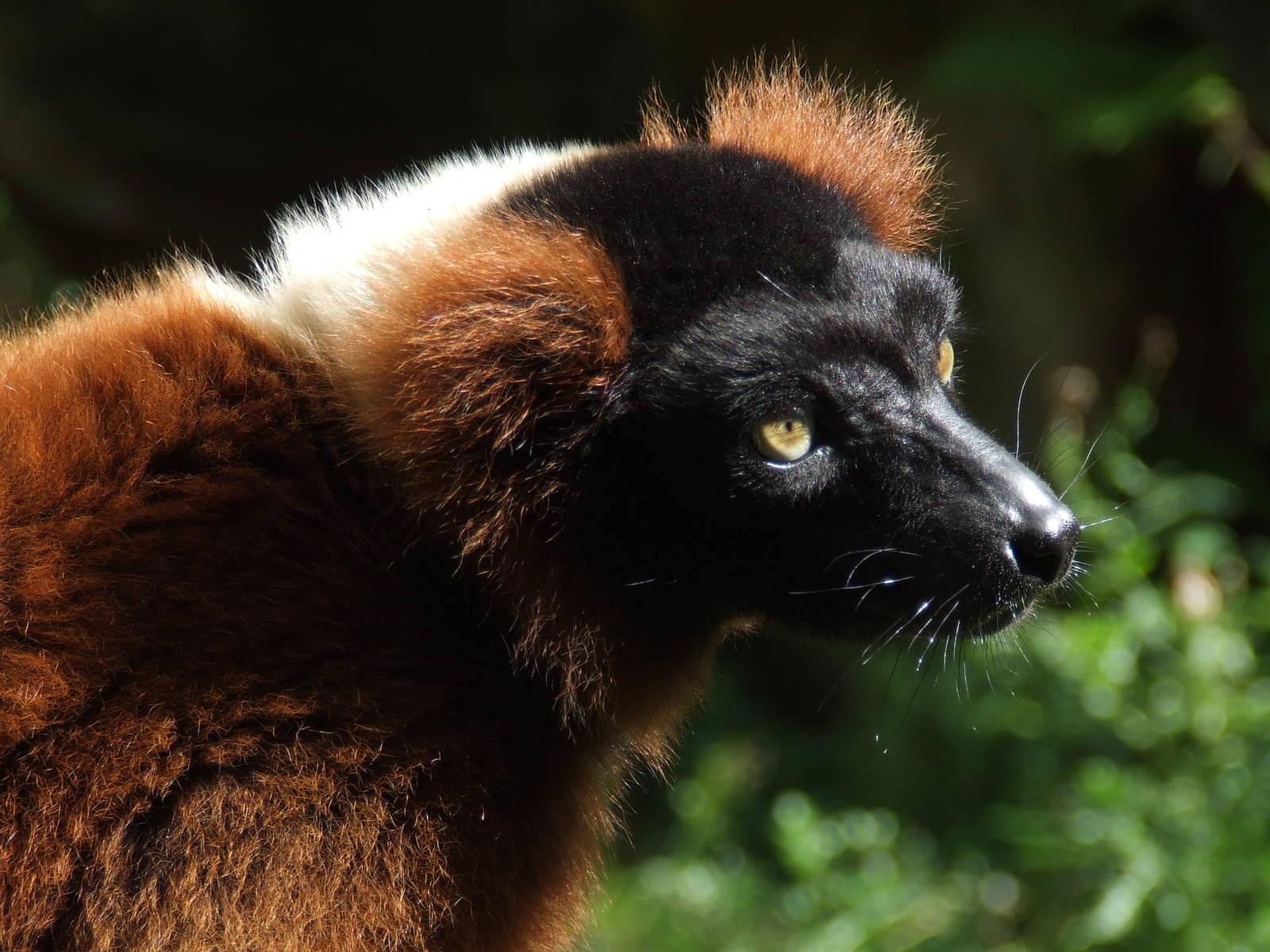Red Ruffed Lemur